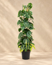 Philodendron hederaceum 'Brasil' van 120 cm hoog in kweekpot van 24 cm