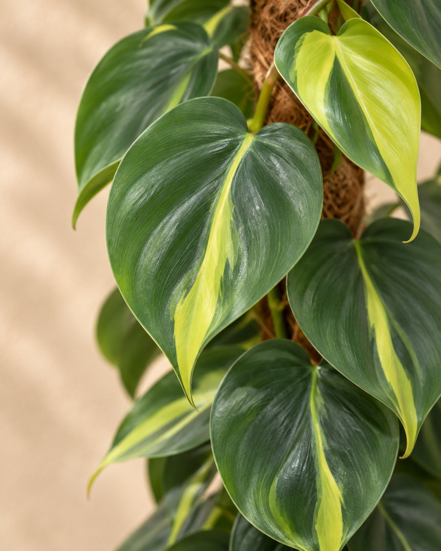 Philodendron hederaceum 'Brasil' på mosstang 150 cm høj, potte ø27 cm