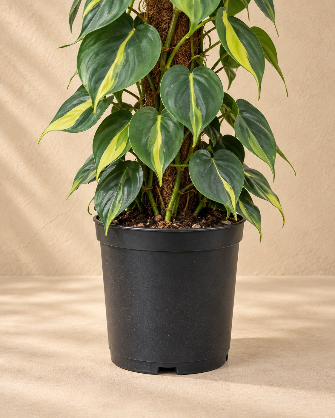 Nederste del af Philodendron hederaceum 'Brasil' på mosstang med dyrkningspotten