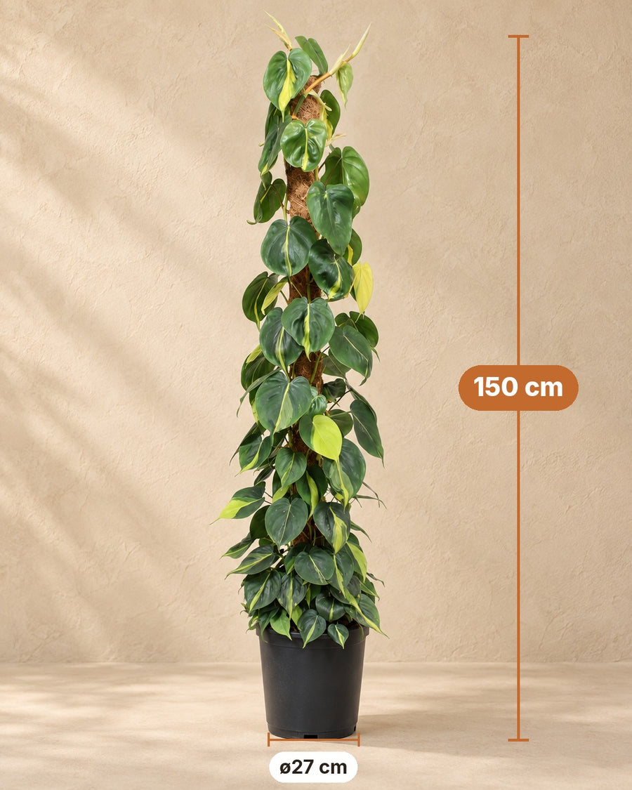 Philodendron hederaceum 'Brasil' på mosstang 150 cm høj, potte ø27 cm