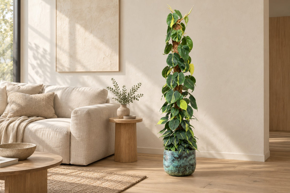 Philodendron hederaceum 'Brasil' på mosstang, 150 cm, i potteskjuler Elisa Mystic Green i en lys stue