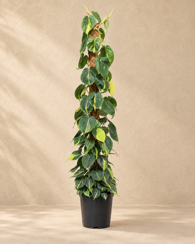 Philodendron hederaceum 'Brasil' på mosstang, 150 cm høj i en 27 cm dyrkningspotte