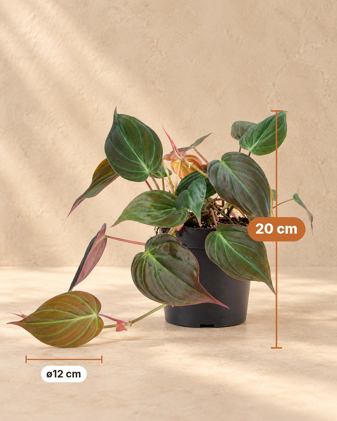 Philodendron hederaceum 'Micans', 20 cm hoog, pot ø12 cm