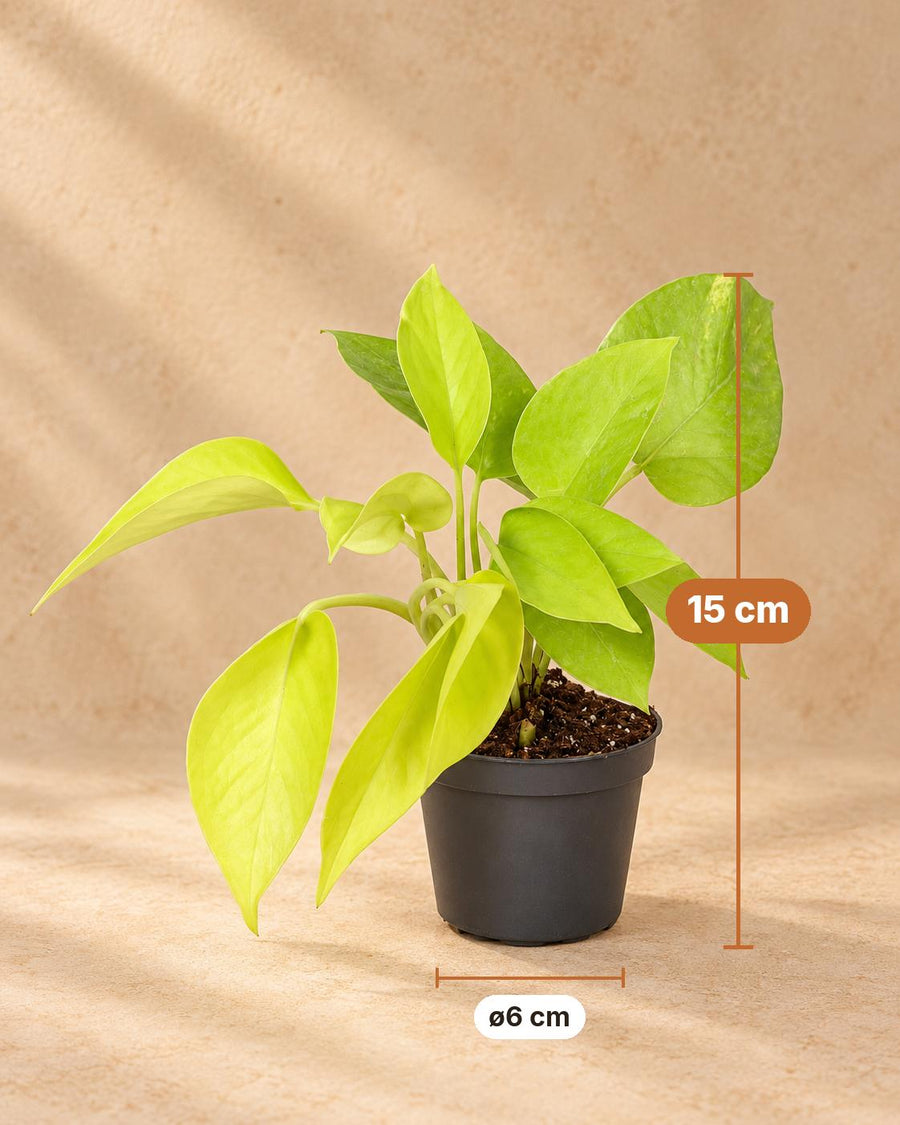 Philodendron 'Neon' 15 cm hoog, pot ø6 cm