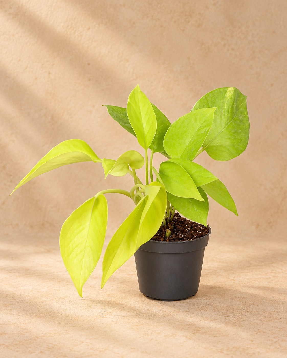 Philodendron 'Neon'