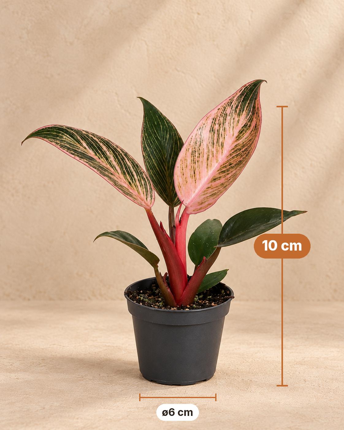 Philodendron 'Pink Bikini', 10 cm hoog, pot ø6 cm