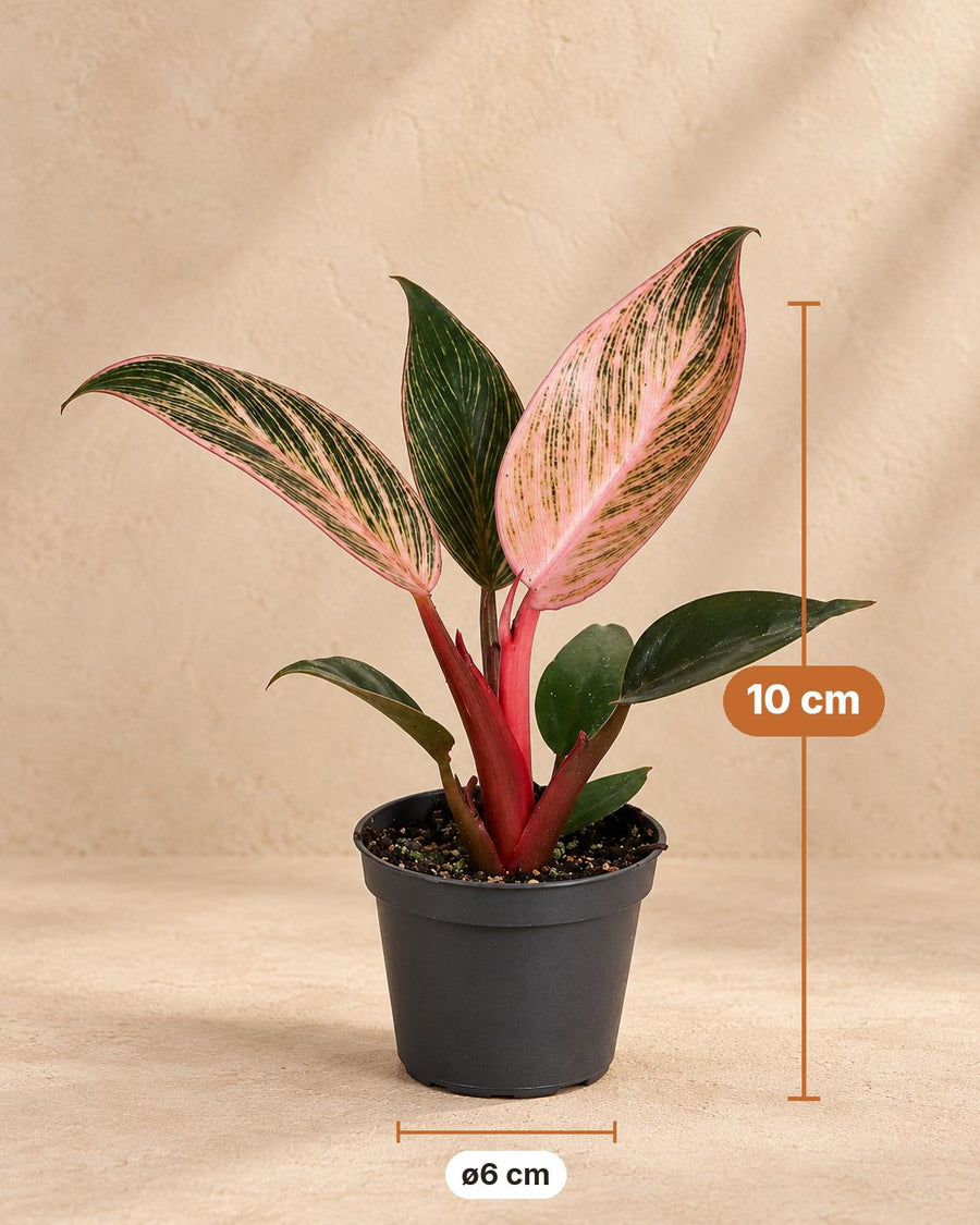 Philodendron 'Pink Bikini' 10 cm hoog, pot ø6 cm