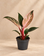 Philodendron 'Pink Bikini'