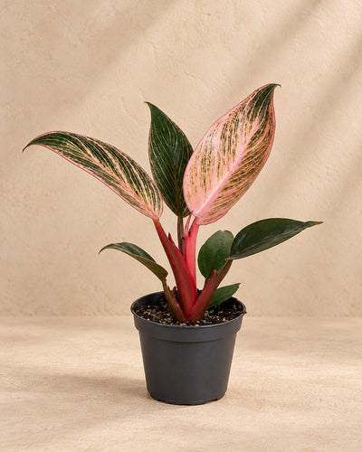 Philodendron 'Pink Bikini'