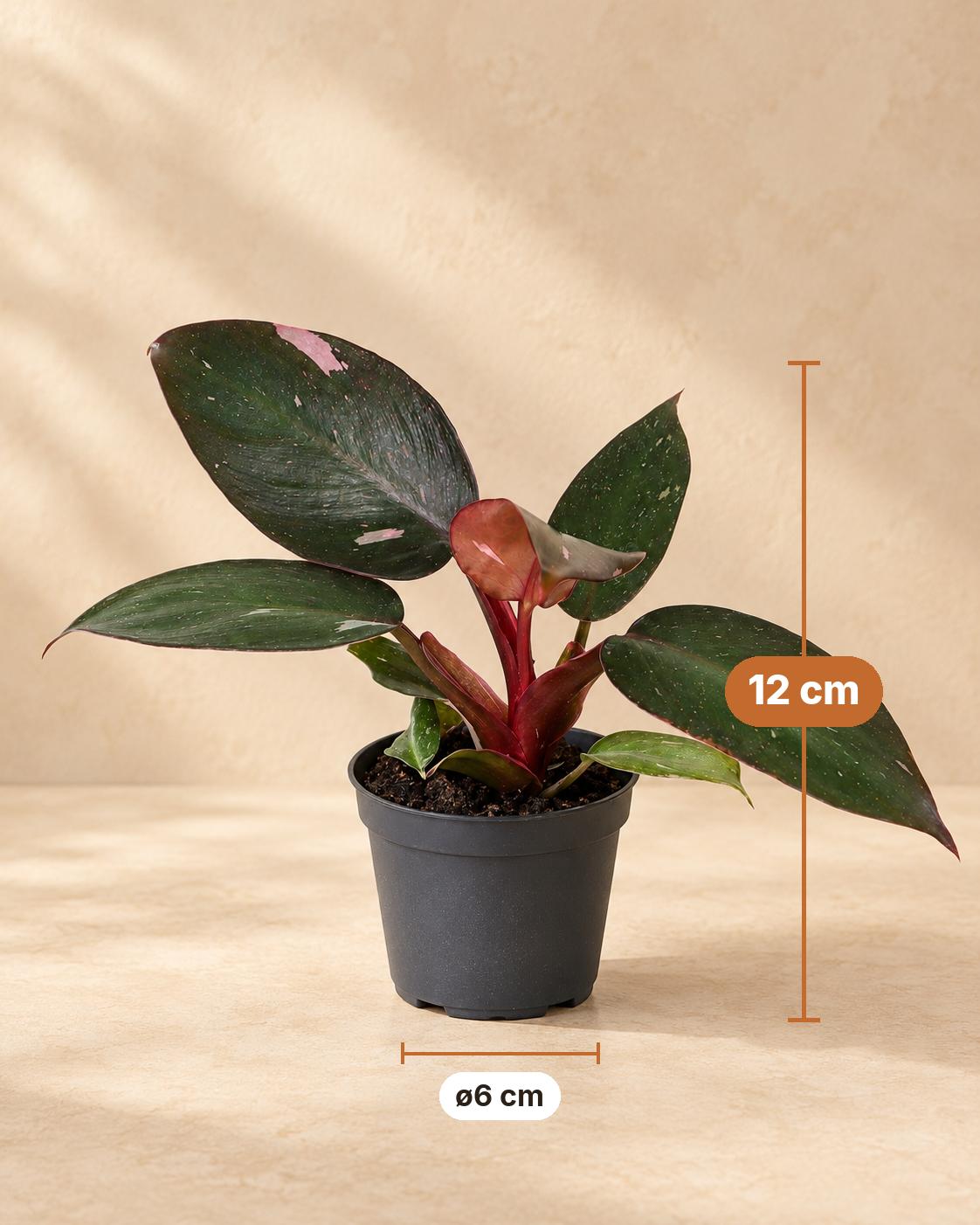 Pink Princess-filodendron 12 cm høj, potte ø6 cm