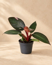 Pink Princess-filodendron 12 cm høj, potte ø6 cm