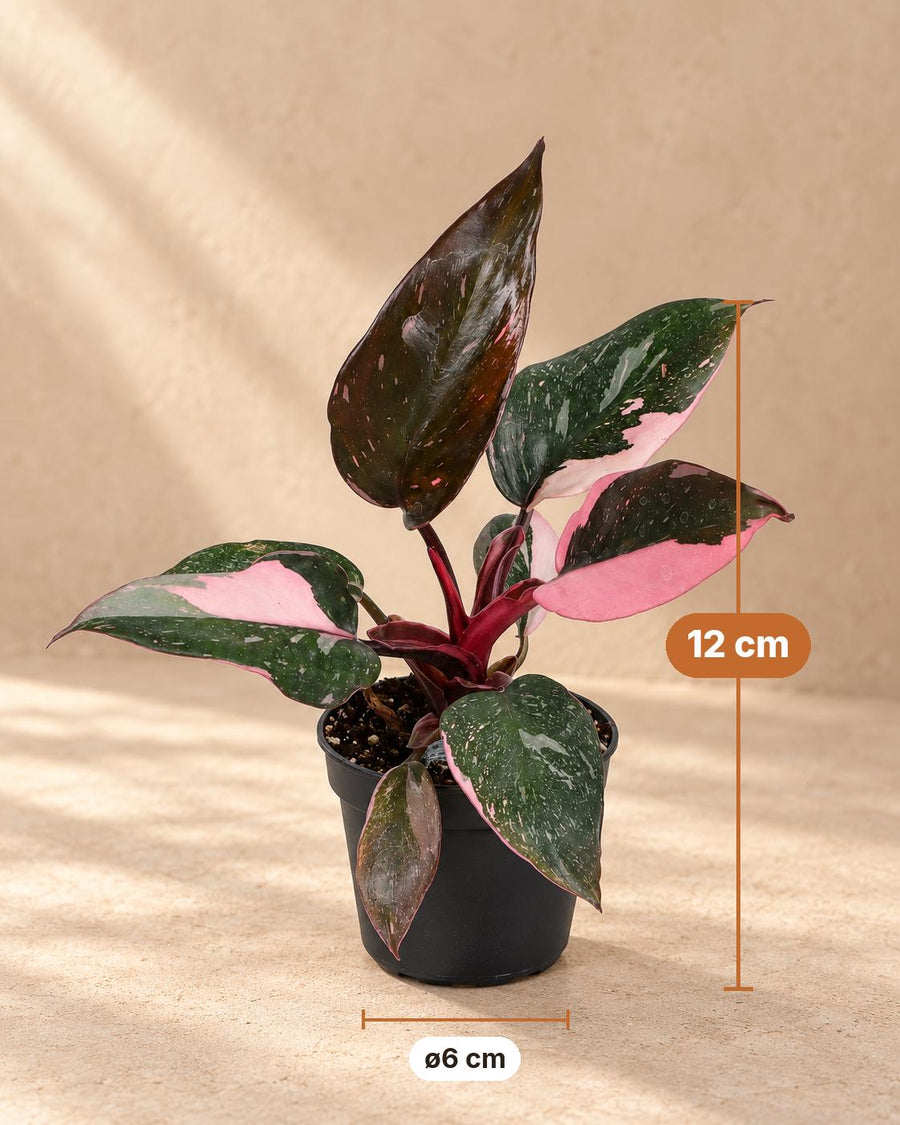 Philodendron erubescens 'Pink Princess Marble' 12 cm hoog, pot ø6 cm