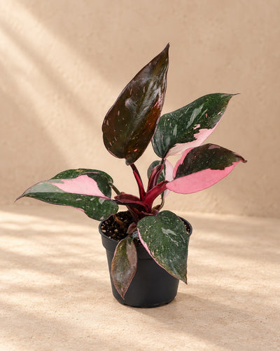 Philodendron erubescens 'Pink Princess Marble'
