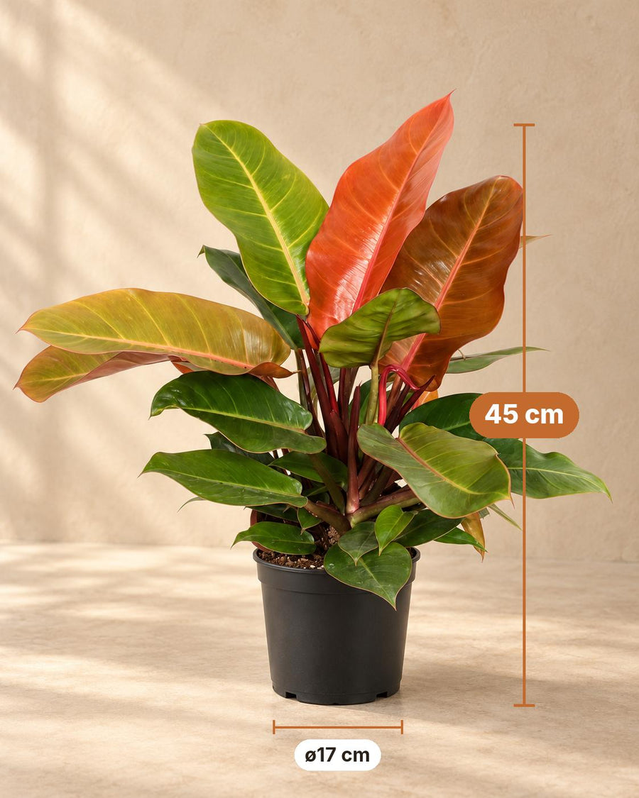 Philodendron 'Prince of Orange' 45 cm hoch, Topf ø17 cm
