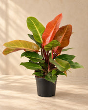 Philodendron 'Prince of Orange' 45 cm hoch, Topf ø17 cm