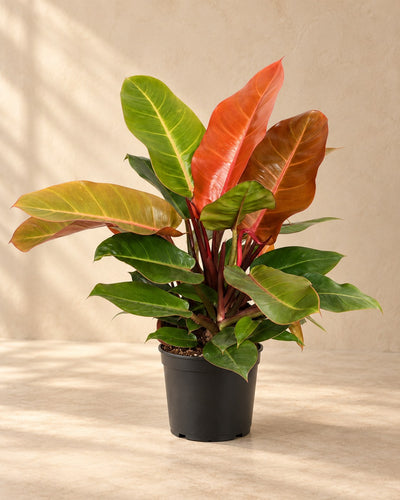 Philodendron 'Prince of Orange' 45 cm hoch, Topf ø17 cm