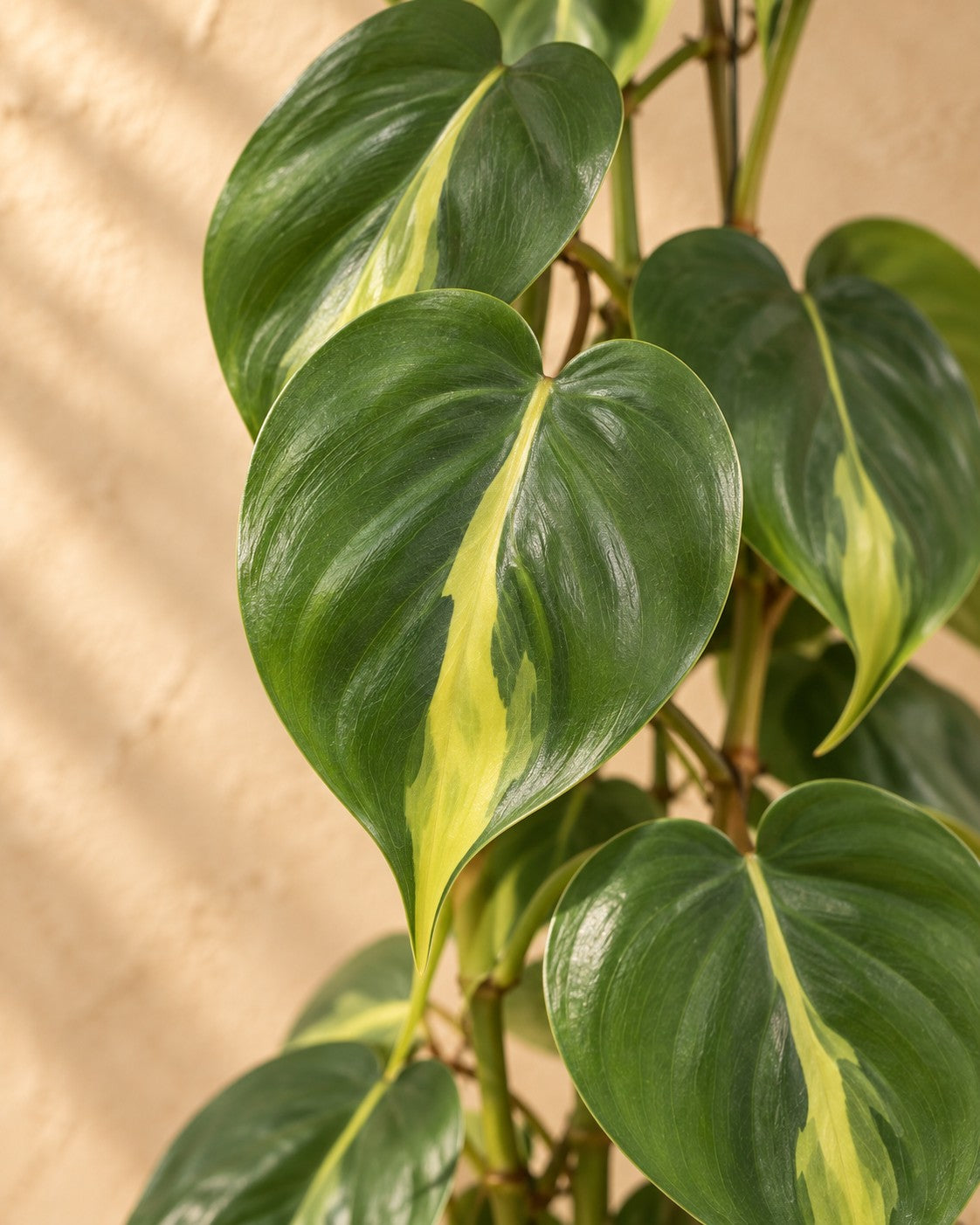 Close-up van het blad van de Philodendron scandens Brasil aan gaasrek (Philodendron hederaceum 'Brasil')
