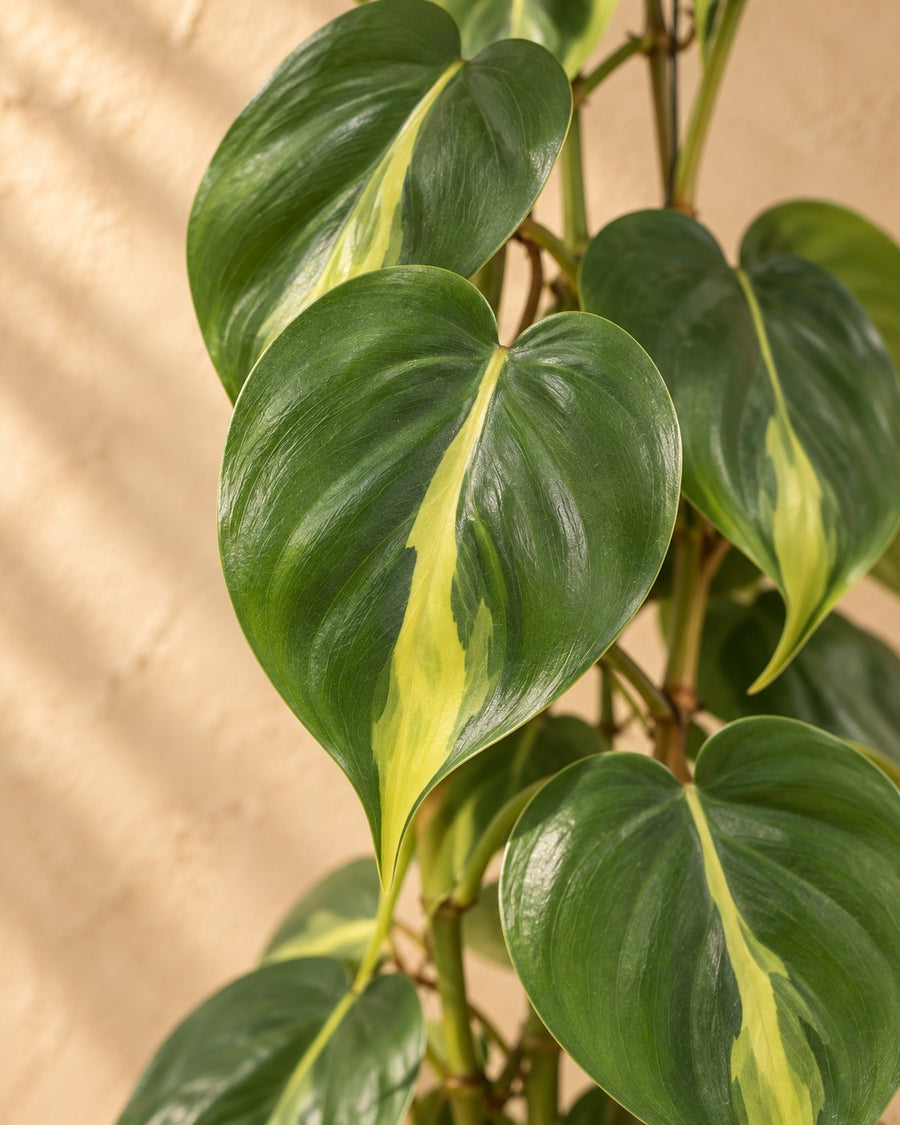 Philodendron scandens Brasil aan gaasrek 160 cm hoog, pot ø27 cm