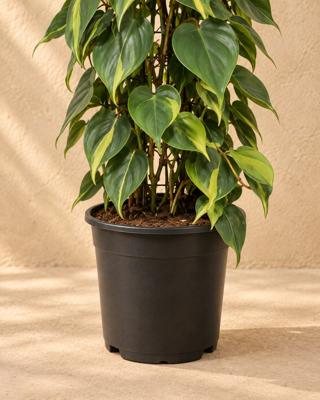 Onderste deel van de Philodendron scandens Brasil aan gaasrek (Philodendron hederaceum 'Brasil') met de kweekpot