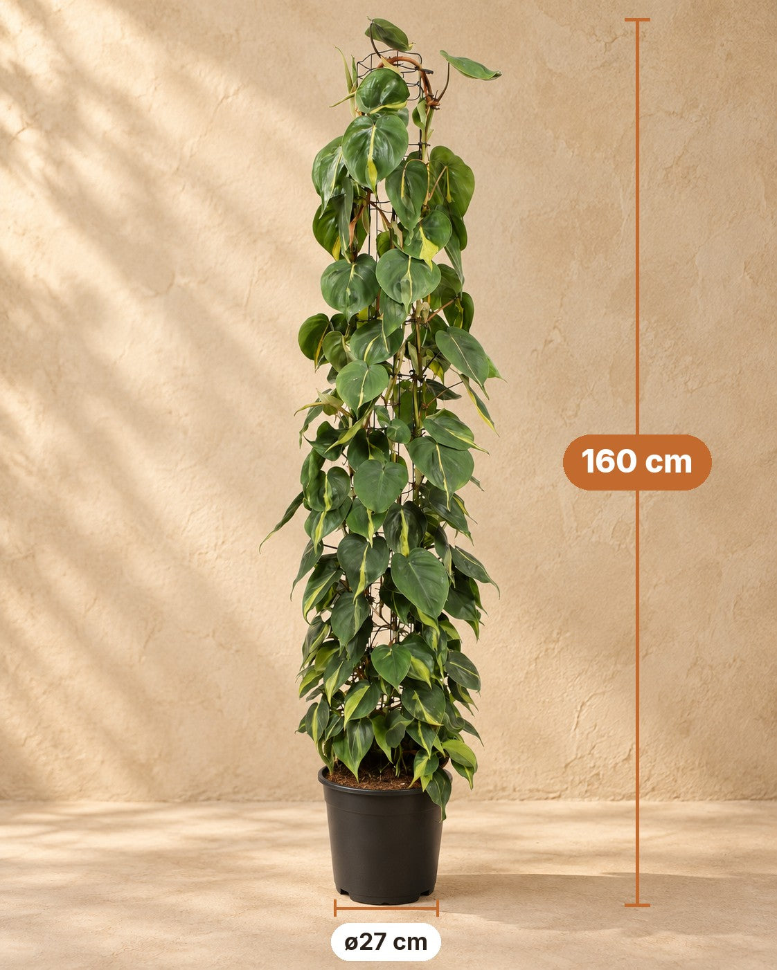 Afmetingen Philodendron scandens Brasil aan gaasrek: 160 cm hoog, pot ø27 cm