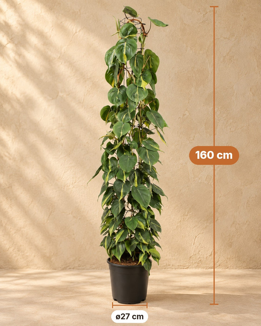 Philodendron scandens Brasil aan gaasrek 160 cm hoog, pot ø27 cm