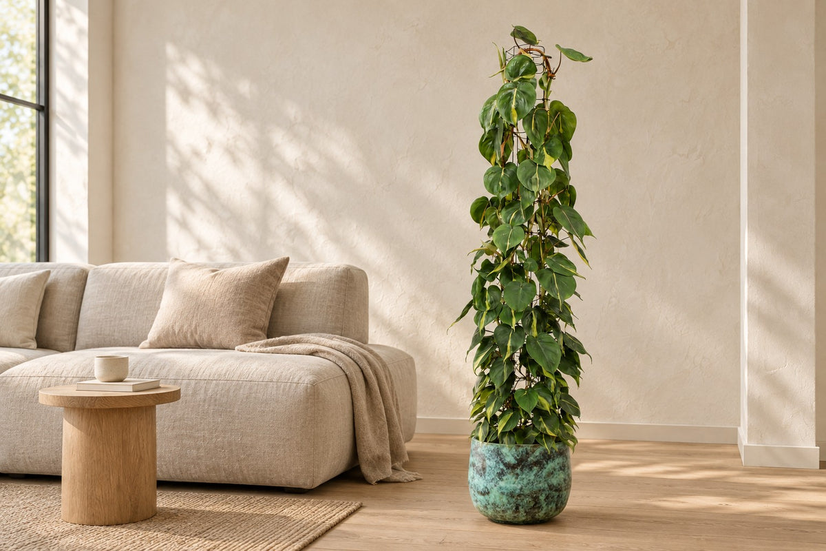 Philodendron scandens Brasil aan gaasrek van 160 cm in sierpot Elisa Mystic Green in een lichte woonkamer