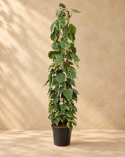 Philodendron scandens Brasil aan gaasrek (Philodendron hederaceum 'Brasil') van 160 cm hoog in kweekpot van 27 cm