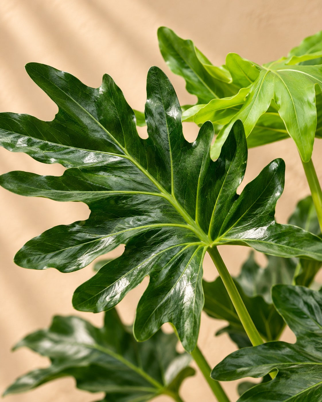 Close-up van het blad van de Philodendron Selloum (Philodendron bipinnatifidum)