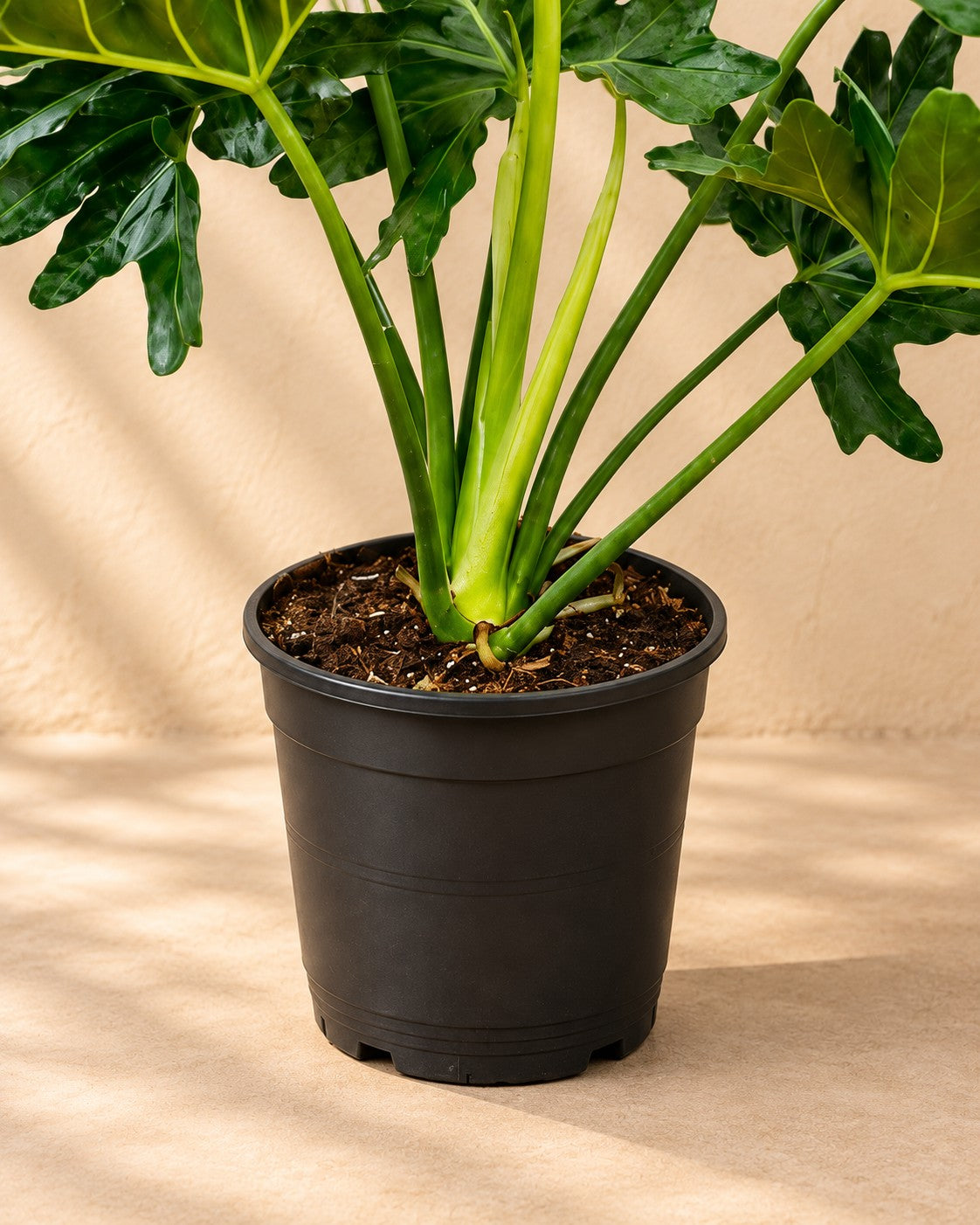 Onderste deel van de Philodendron Selloum (Philodendron bipinnatifidum) met de kweekpot