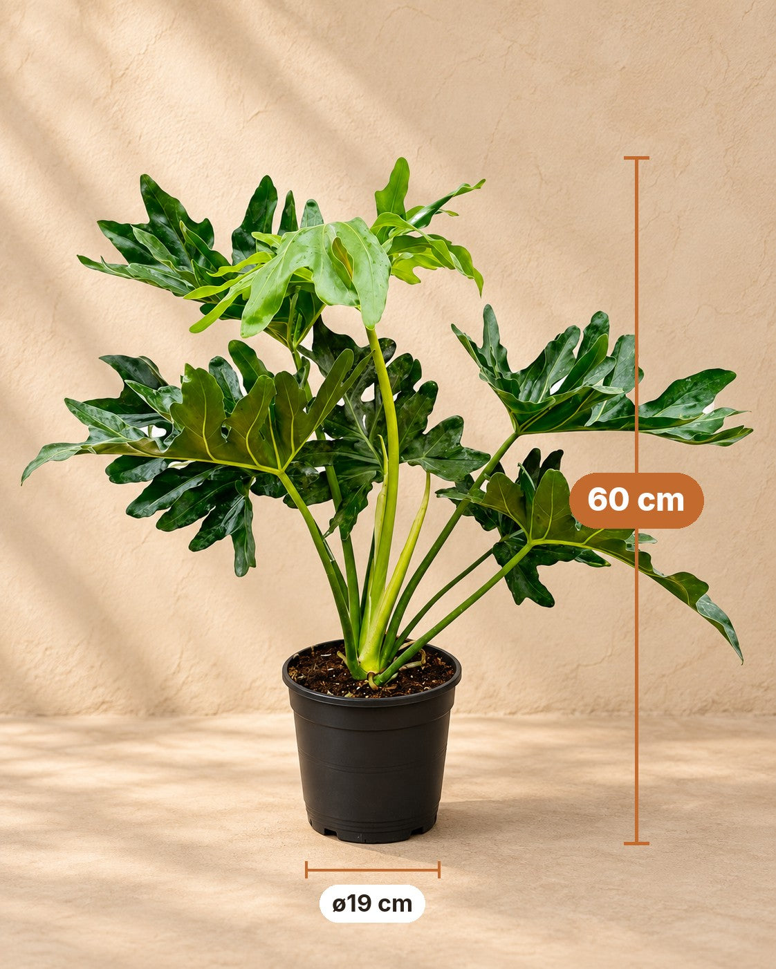 Afmetingen Philodendron Selloum: 60 cm hoog, pot ø19 cm