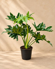 Philodendron Selloum (Philodendron bipinnatifidum) van 60 cm hoog in kweekpot van 19 cm