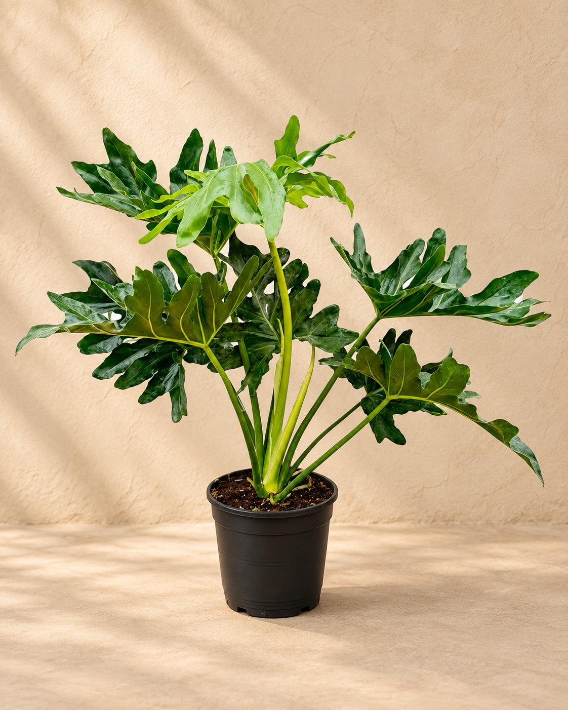 Philodendron Selloum (Philodendron bipinnatifidum) van 60 cm hoog in kweekpot van 19 cm