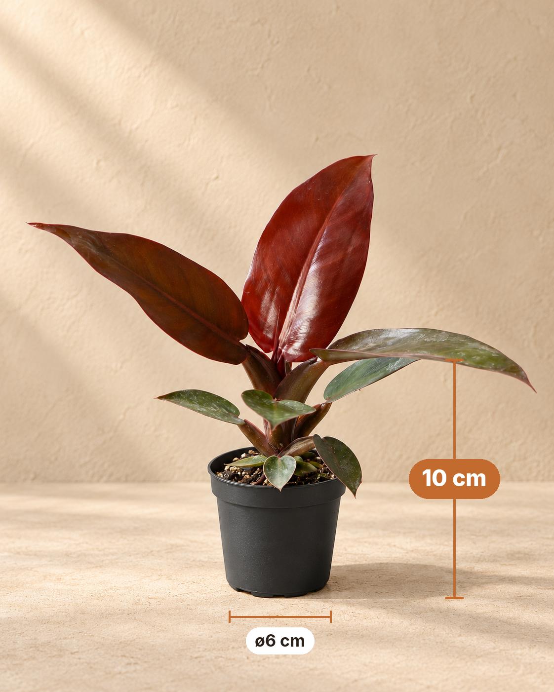 Philodendron 'Sun Red', 10 cm hoog, pot ø6 cm