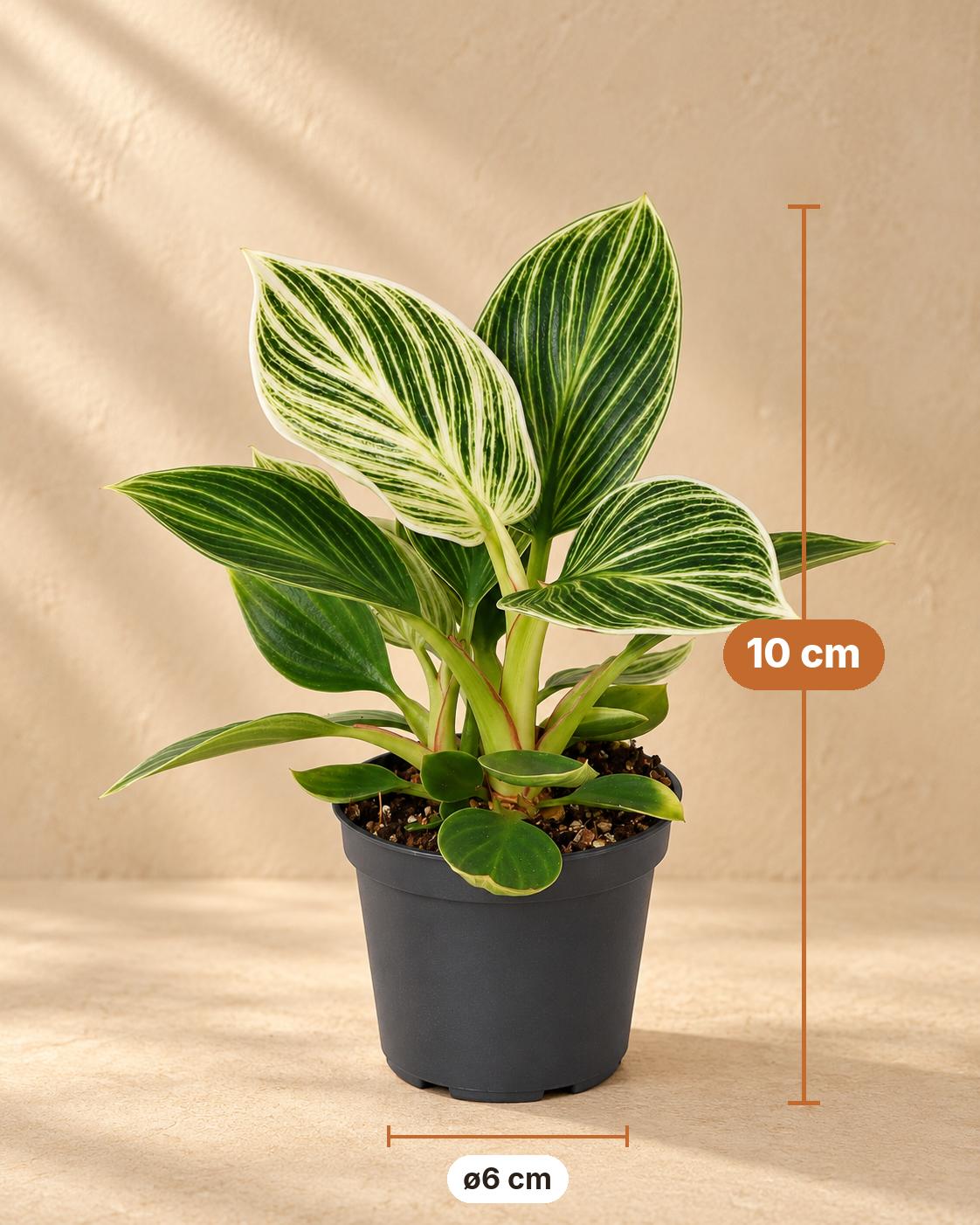 Philodendron 'White Measure' 10 cm høj, potte ø6 cm