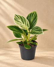 Philodendron 'White Measure' 10 cm høj, potte ø6 cm