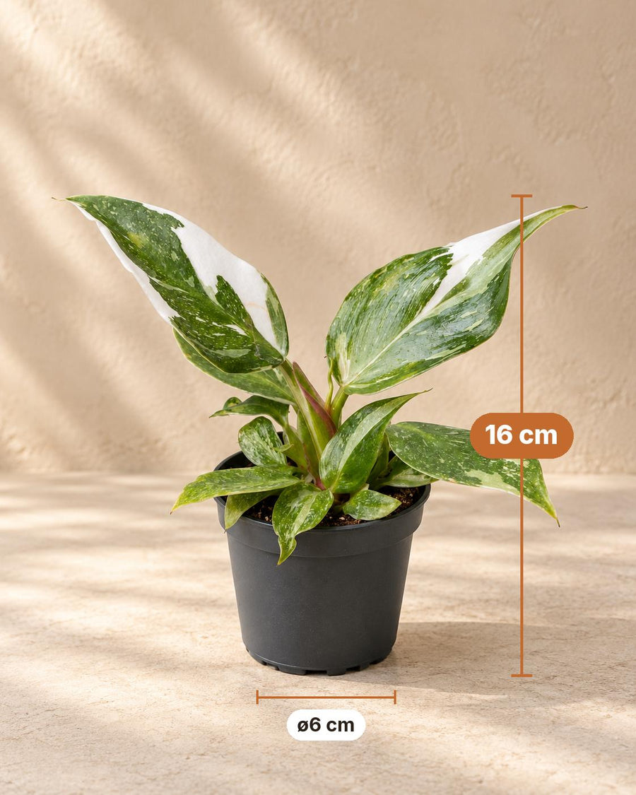 Philodendron 'White Princess' 16 cm hoog, pot ø6 cm