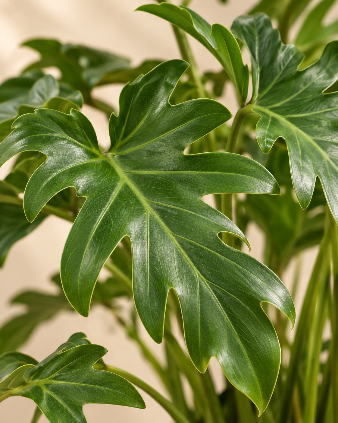 Gros plan sur les feuilles de Philodendron 'Xanadu' (Philodendron xanadu)