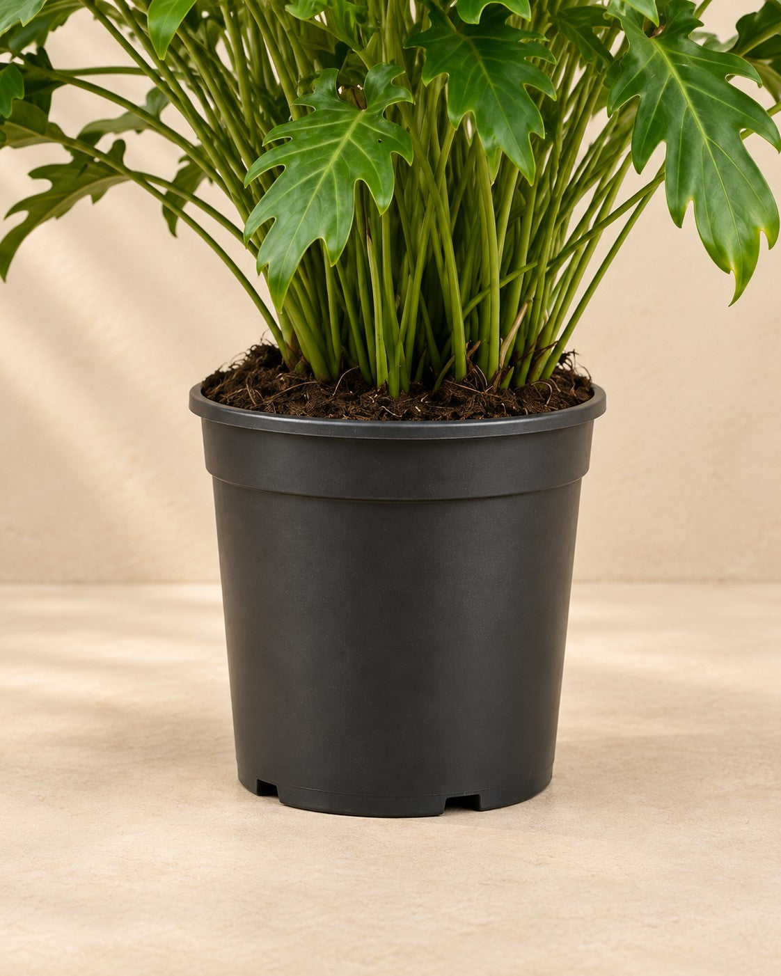 Partie basse de Philodendron 'Xanadu' (Philodendron xanadu) avec son pot de culture