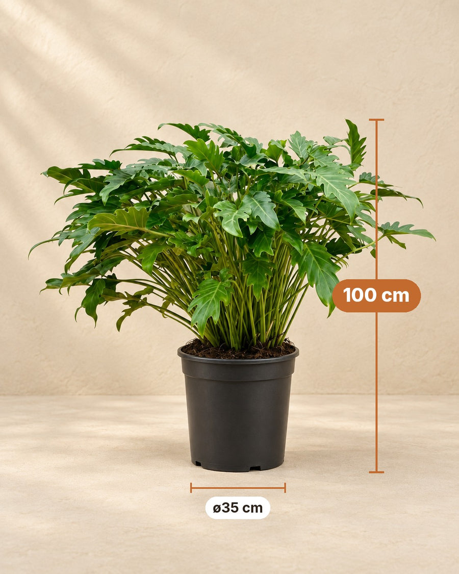 Philodendron 'Xanadu' 100 cm de haut, pot ø35 cm