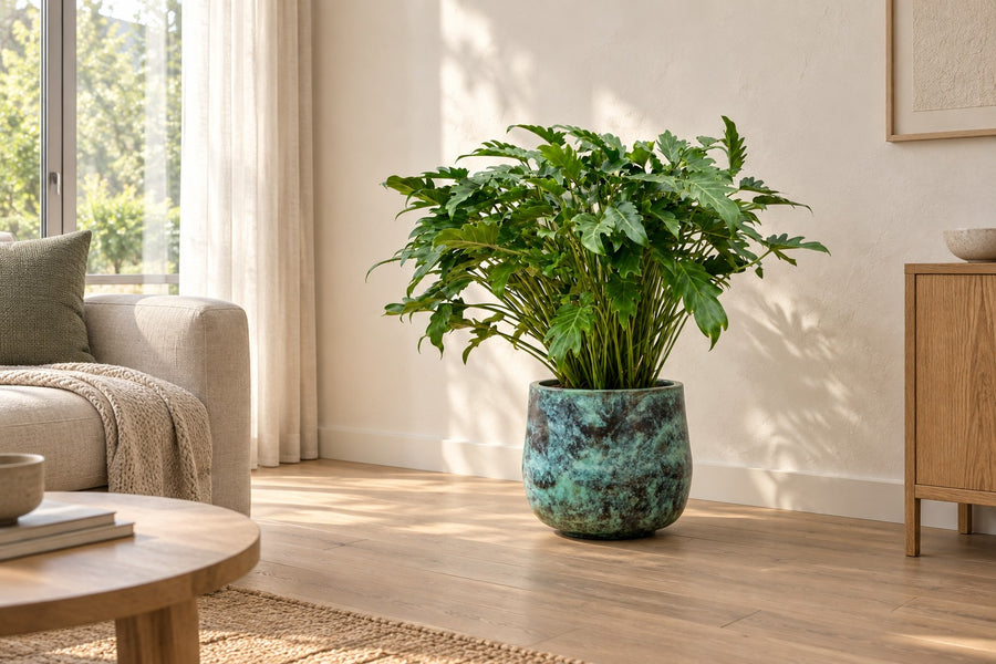 Philodendron 'Xanadu' 100 cm de haut, pot ø35 cm