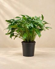 Philodendron 'Xanadu' (Philodendron xanadu), 100 cm de haut en pot de culture de 35 cm