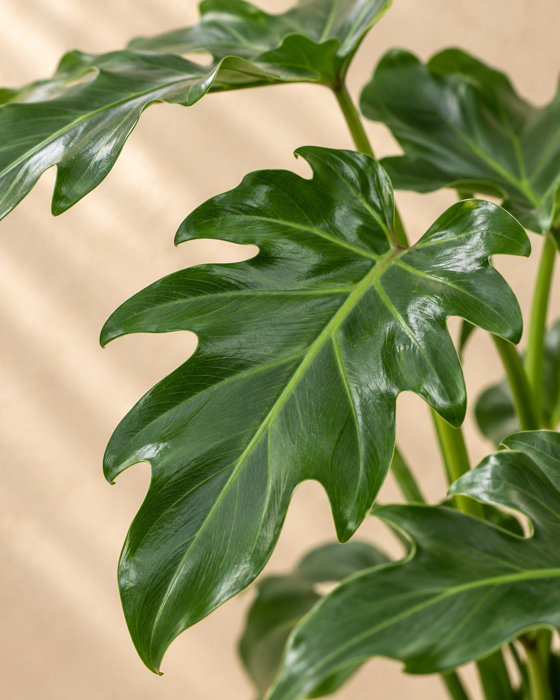 Nærbillede af bladene på Philodendron Xanadu