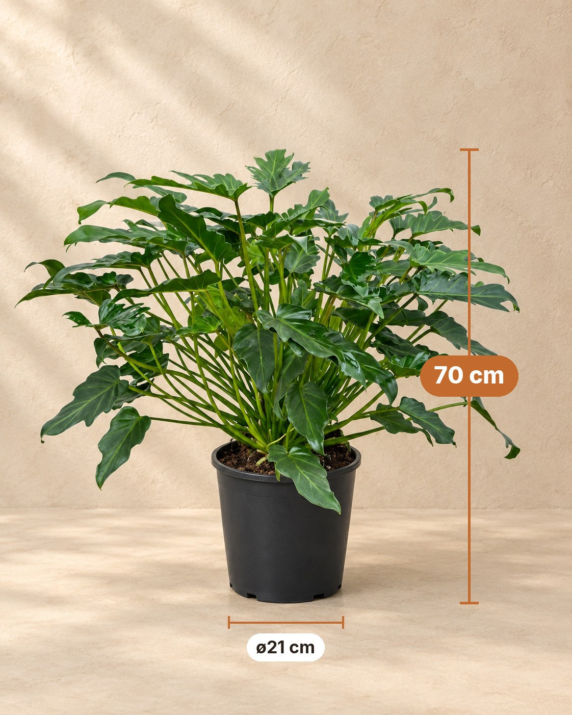Mål Philodendron Xanadu: 70 cm høj, potte ø21 cm