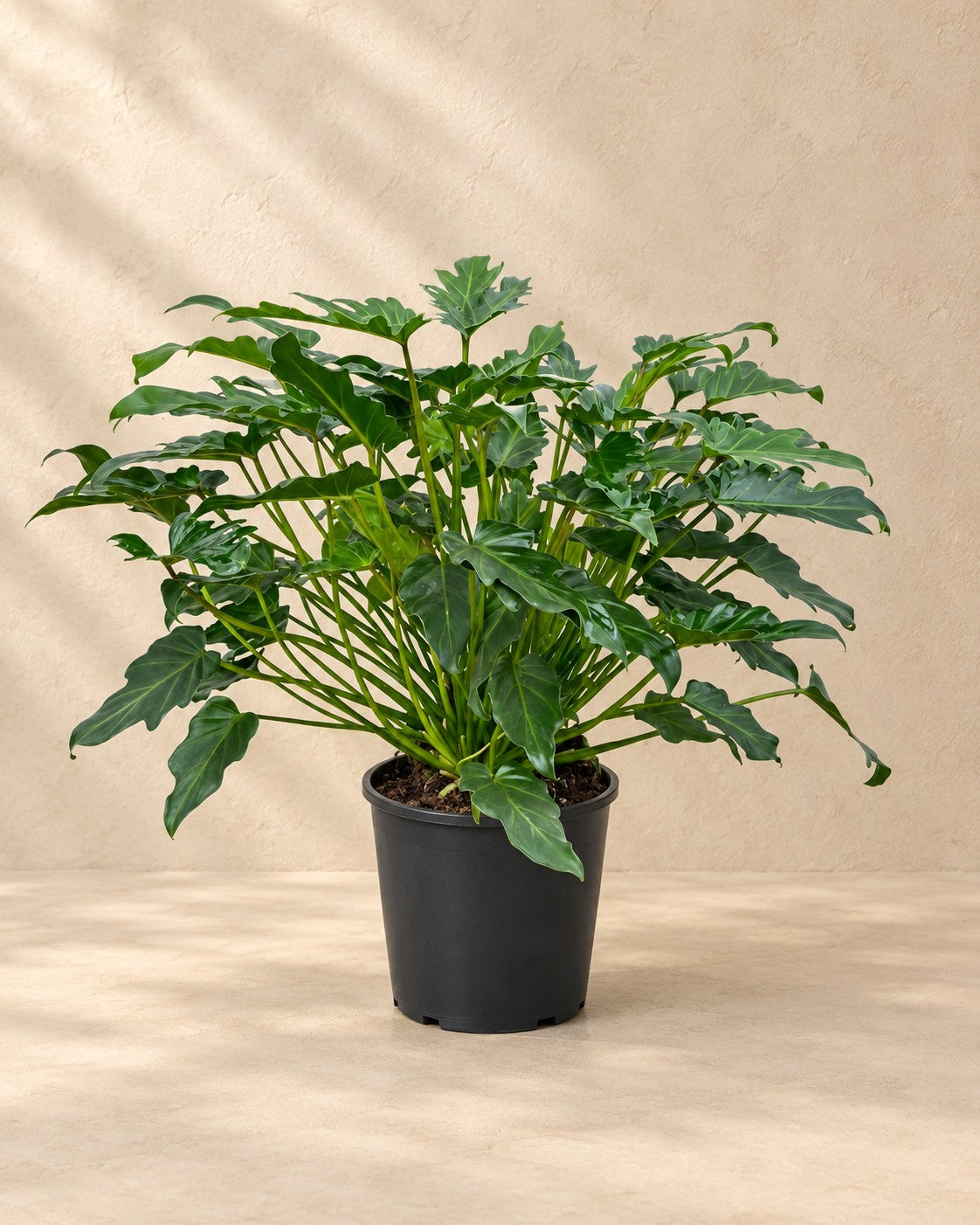 Philodendron Xanadu van 70 cm hoog in kweekpot van 21 cm