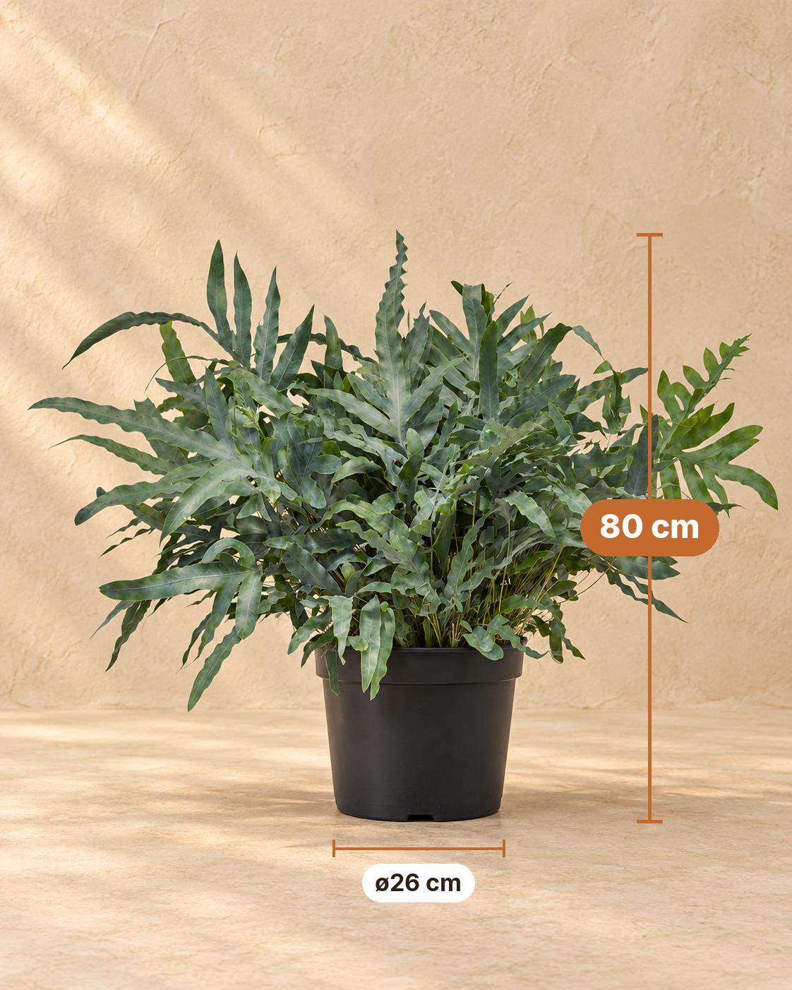 Blauwe varen (Phlebodium aureum 'Blue Star'), 80 cm hoog, pot ø26 cm