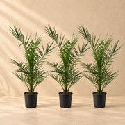 Phoenix canariensis (kanariedadelpalm) 80 cm hög, kruka ø15 cm, set om 3