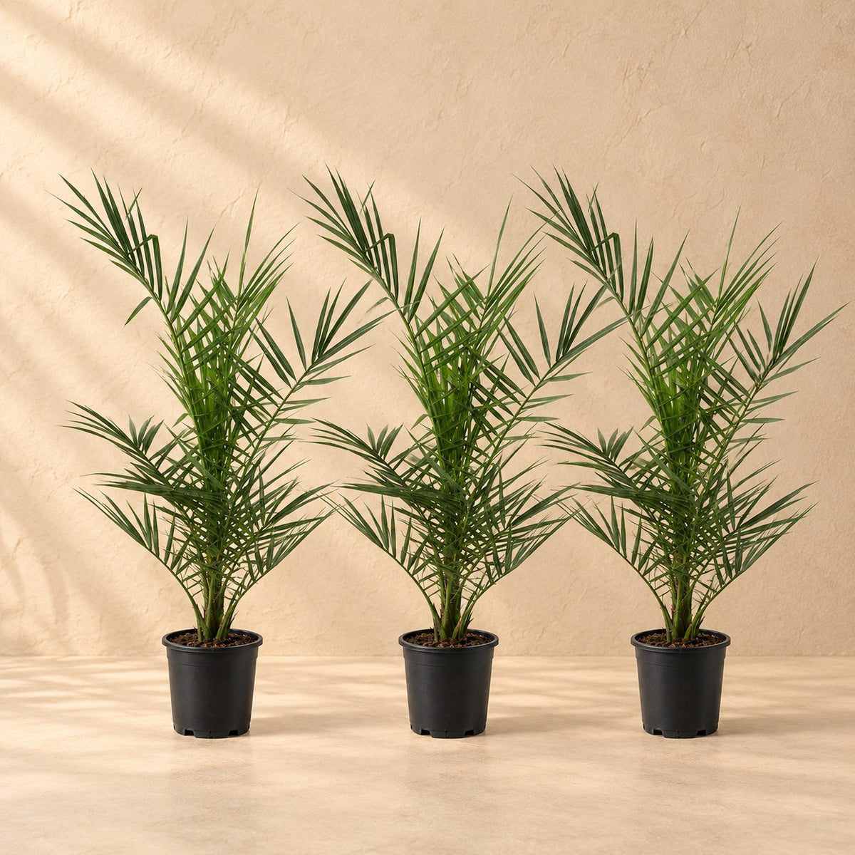 Phoenix canariensis (kanariedadelpalm) 80 cm hög, kruka ø15 cm, set om 3