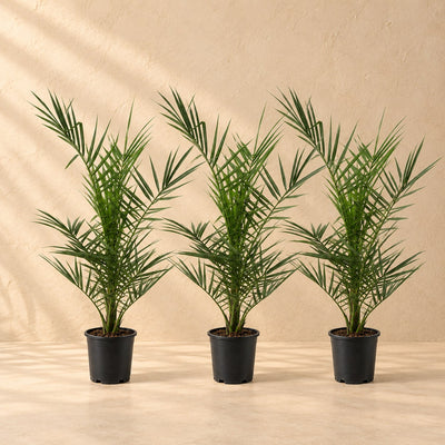 Phoenix canariensis (kanariedadelpalm) 80 cm hög, kruka ø15 cm, set om 3
