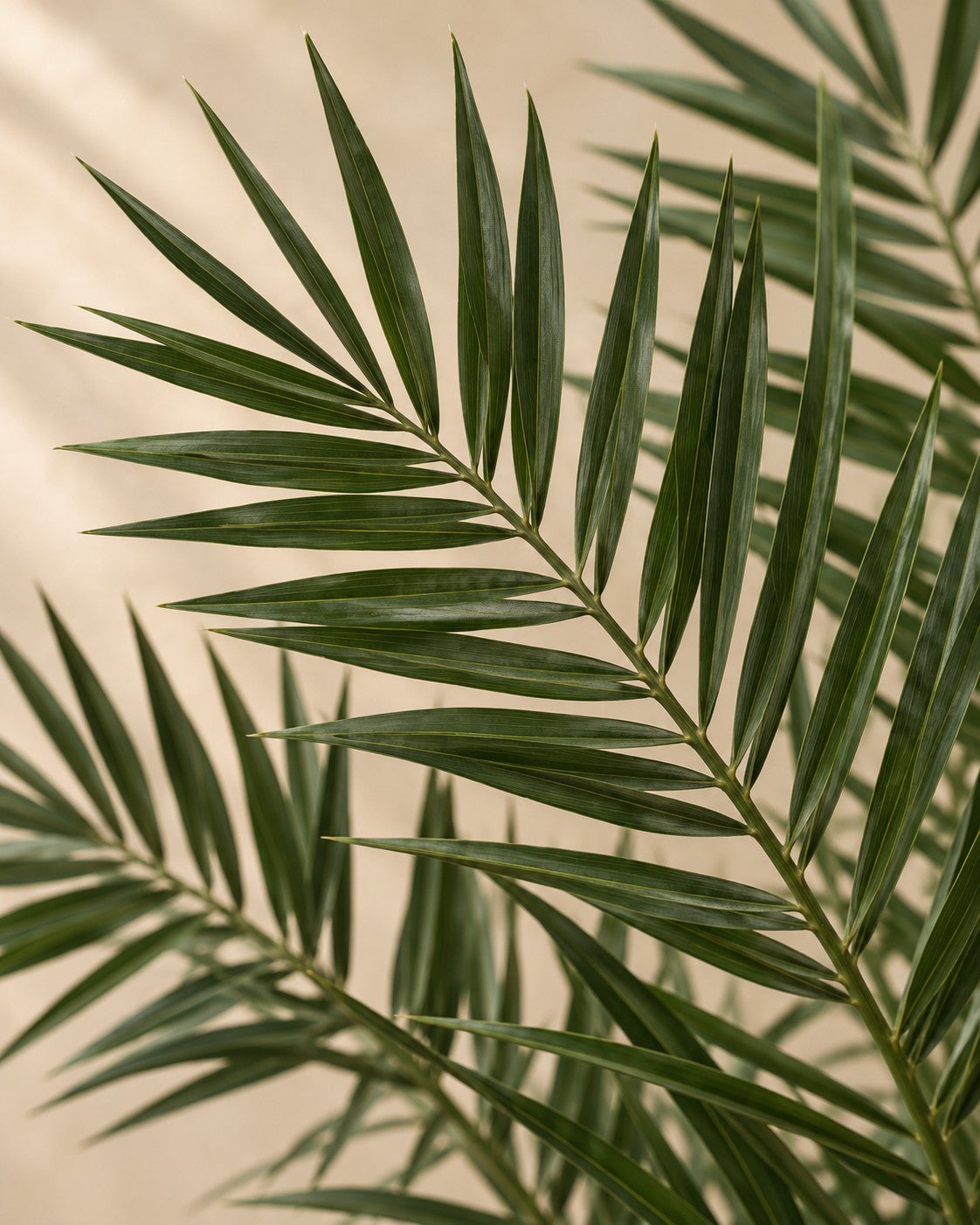 Primer plano de las hojas de Palmera Phoenix (Phoenix roebelenii)