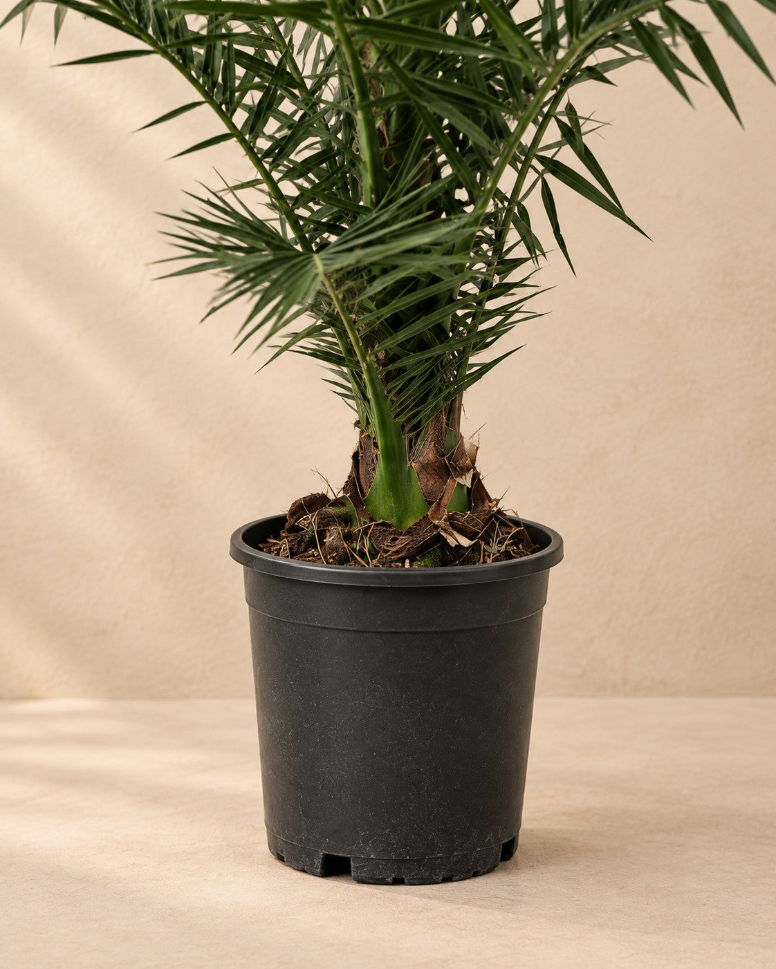 Lower part of the Phoenix Canariensis (Phoenix roebelenii) with its nursery pot